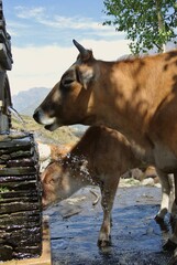 Two cows gather around a stone trough, drinking water in a pastoral setting