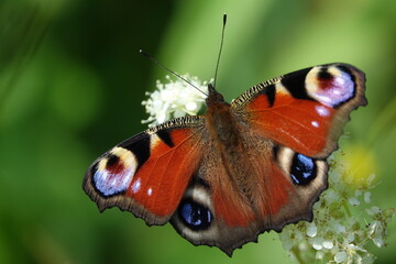 the beautiful peacock butterfly (Aglais io)