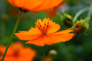 Macro Shot of Orange Cosmos Flower in Bloom with Soft Green Garden Background