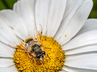 Focused Close-Up of Bee Pollinating a Daisy Flower in Natural Environment
