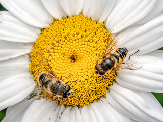 Two Bees Pollinating on a Vibrant Daisy Flower Close-Up