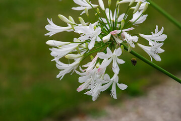 Bee collecting honey from Nerines (Guernsey Lily)
