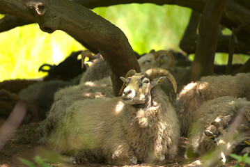 Zoo mammals