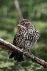 Female red-winged blackbird (Agelaius phoeniceus)