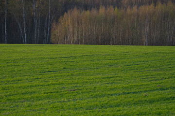 summer landscape, field with green grass and horizon