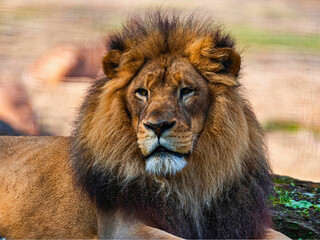 Male Lion Reclining on Grass