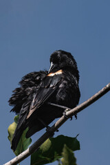 Male red-winged blackbird (Agelaius phoeniceus)