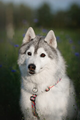 adorable funny smiling siberian Husky dog with white and grey fur, brown eyes portrait  in a meadow with blossoming blue cornflowers at dusk time