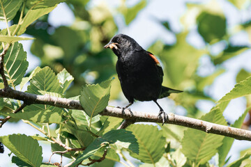 Male red-winged blackbird (Agelaius phoeniceus)