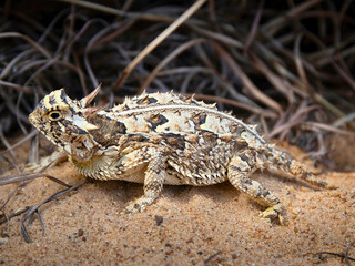 Horned Lizard on Sandy Ground