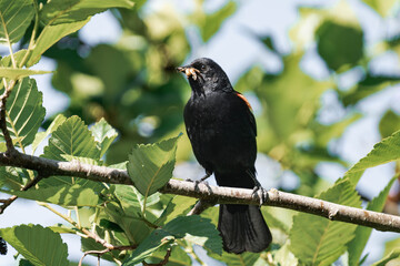 Male red-winged blackbird (Agelaius phoeniceus)