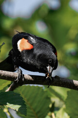 Male red-winged blackbird (Agelaius phoeniceus)