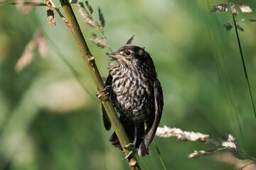 Female red-winged blackbird (Agelaius phoeniceus)
