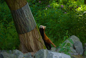 Zoo mammals