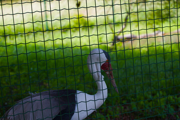 Siberian endangered crane