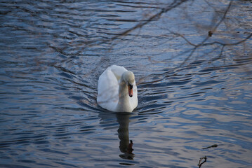 Calm and majestic Swan