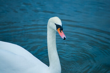 Obraz premium Calm and majestic Swan