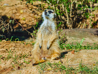 Meerkat Surveying Habitat