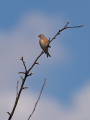 A small bird sits on a tree branch against a blue sky background