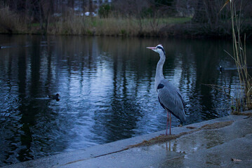Grey Heron in parks and by lake side