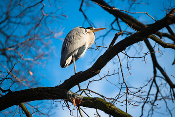 Grey Heron in parks and by lake side