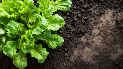 Enhancing Plant Growth With Targeted Nutrient Delivery in Microbial Ecosystems
