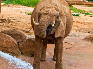 African Elephant with Curled Trunk