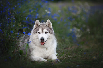 adorable  funny siberian Husky dog with white and grey fur, brown eyes lying on the grass in a...