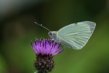 the small white butterfly (Pieris rapae) often referred to as the cabbage white