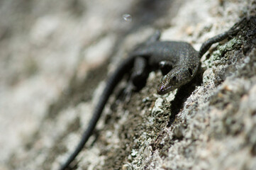 Bedriaga's rock lizard (Lacerta bedriagae, Archaeolacerta bedriagae, Archaeolacerta bedriagae sardoa), on stone, Italy, Sardinia, Italy