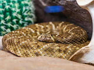 Coiled Western Diamondback Rattlesnake