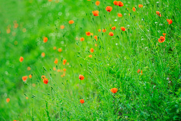 Summer background with red poppies on blurred background.