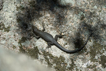 Bedriaga's rock lizard (Lacerta bedriagae, Archaeolacerta bedriagae, Archaeolacerta bedriagae sardoa), on stone, Italy, Sardinia, Italy
