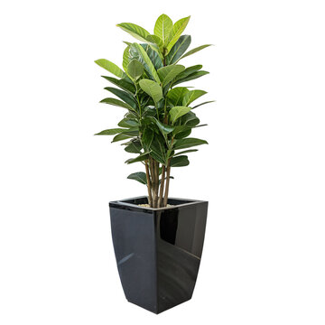 Tall Green Houseplant in Modern Black Planter: A large leafy houseplant in a sleek black planter
