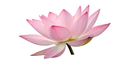 lotus water lily pink flower isolated on transparent
