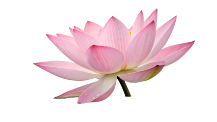 lotus water lily pink flower isolated on transparent
