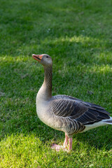 Hudikskvall, Sweden A goose on a green lawn.