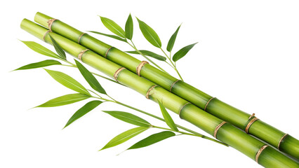 Fototapeta premium Bamboo, white isolated background. professional photography PNG 