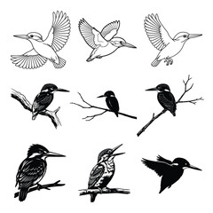 Kingfisher bird flying, tree branch silhouette line art & vector set collection 