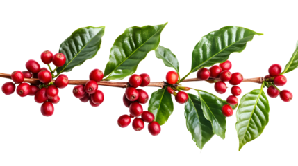 Coffee Tree Branch with Red Coffee Beans and Ripe Berries