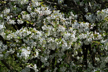 White flowers on the branches of a blossoming apple tree in spring. White flowers on a tree