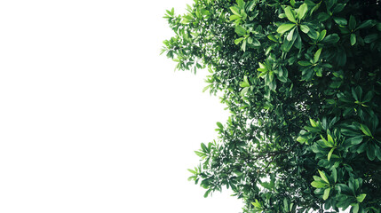 Fototapeta premium Top View Dense Green Foliage Tree Isolated White Background