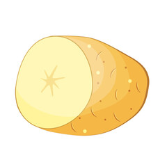 hand drawn cross-section of potato on white background.