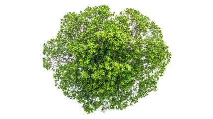 Aerial View of Isolated Mangrove Tree on White Background