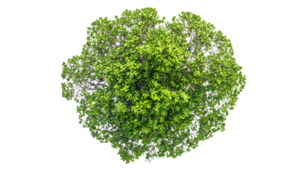 Aerial View of Isolated Mangrove Tree on White Background