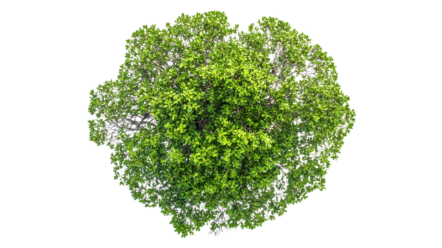 Aerial View of Isolated Mangrove Tree on White Background