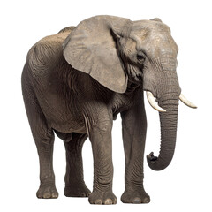 Obraz premium African elephant standing majesticly isolated on transparent background