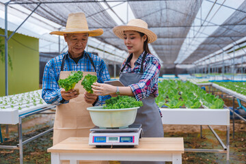 Farmers carefully weighing freshly harvested vegetables to prepare for sale customer green lettuce on digital scale to precise weight measure records data on tablet is smart farm operation business.