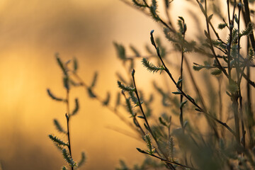 spring climbing plants with green buds