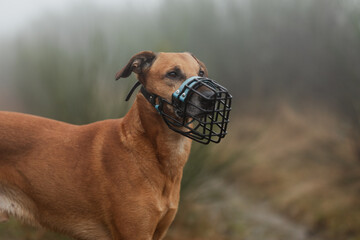 Großer brauner Mischlingshund mit schwarzem Maulkorb steht aufmerksam in herbstlich-nebliger...